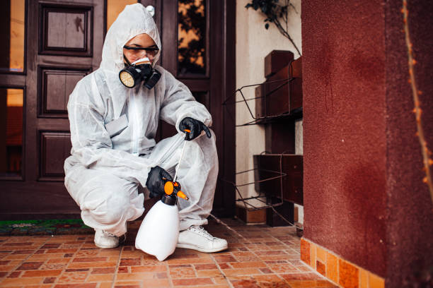 Attic and Crawl Space Rodent Treatment in Mount Ida