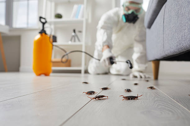 Commercial Rodent Management in Mount Ida
